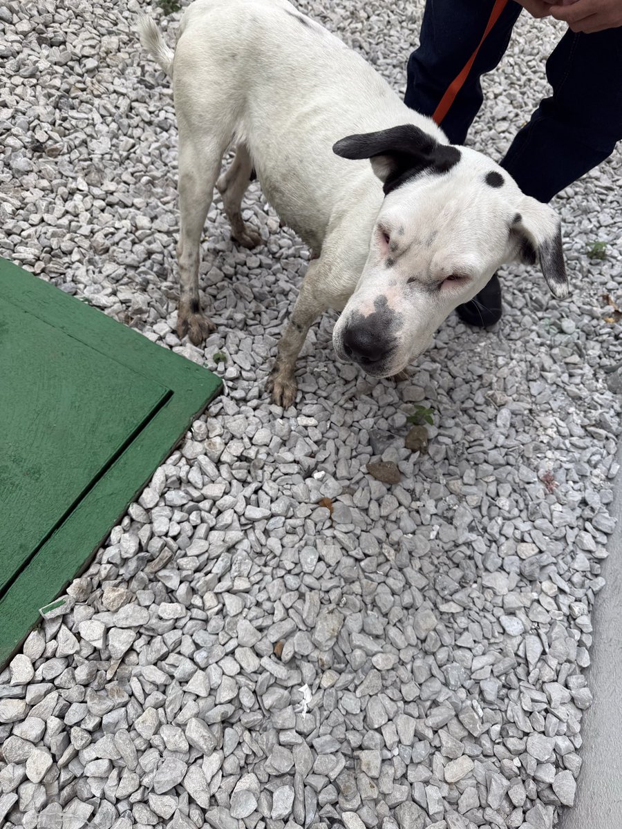 dracorticoide's tweet photo. #AlertaMePerdi @AlertaMePerdi la encontré por Santa Cecilia #Ceibos #LosCeibos https://t.co/uW8M7Mod1e