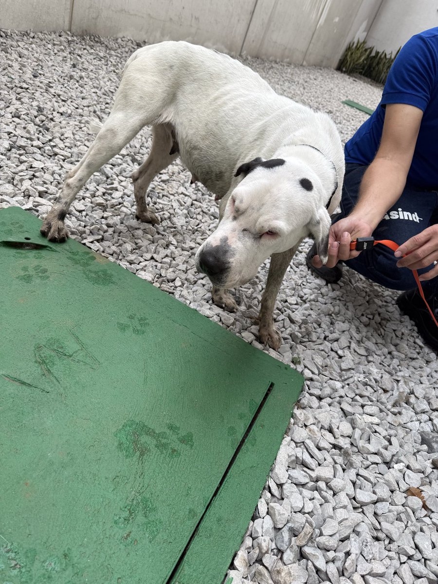 dracorticoide's tweet photo. #AlertaMePerdi @AlertaMePerdi la encontré por Santa Cecilia #Ceibos #LosCeibos https://t.co/uW8M7Mod1e
