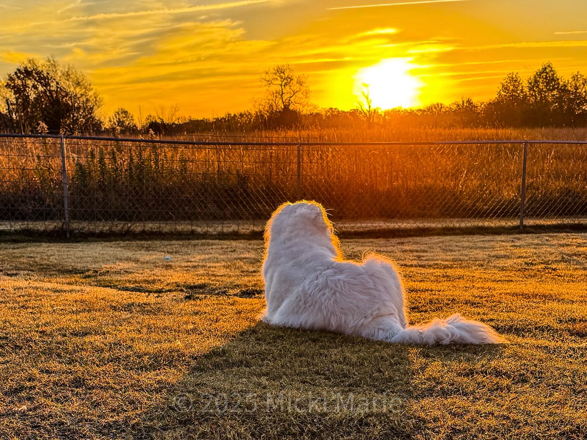 Micki Marie tweet media