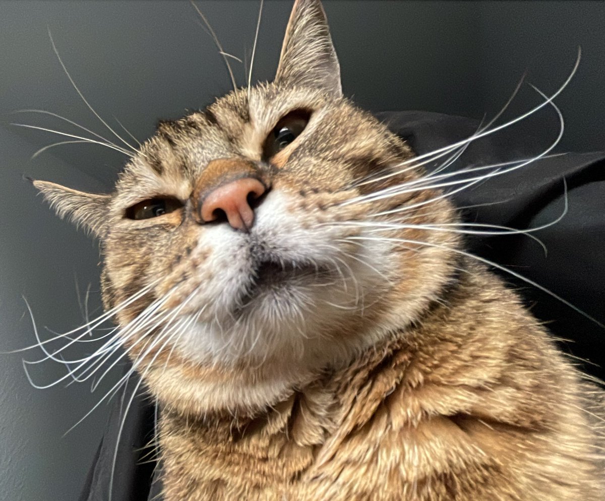 Pov du bist morgenthau