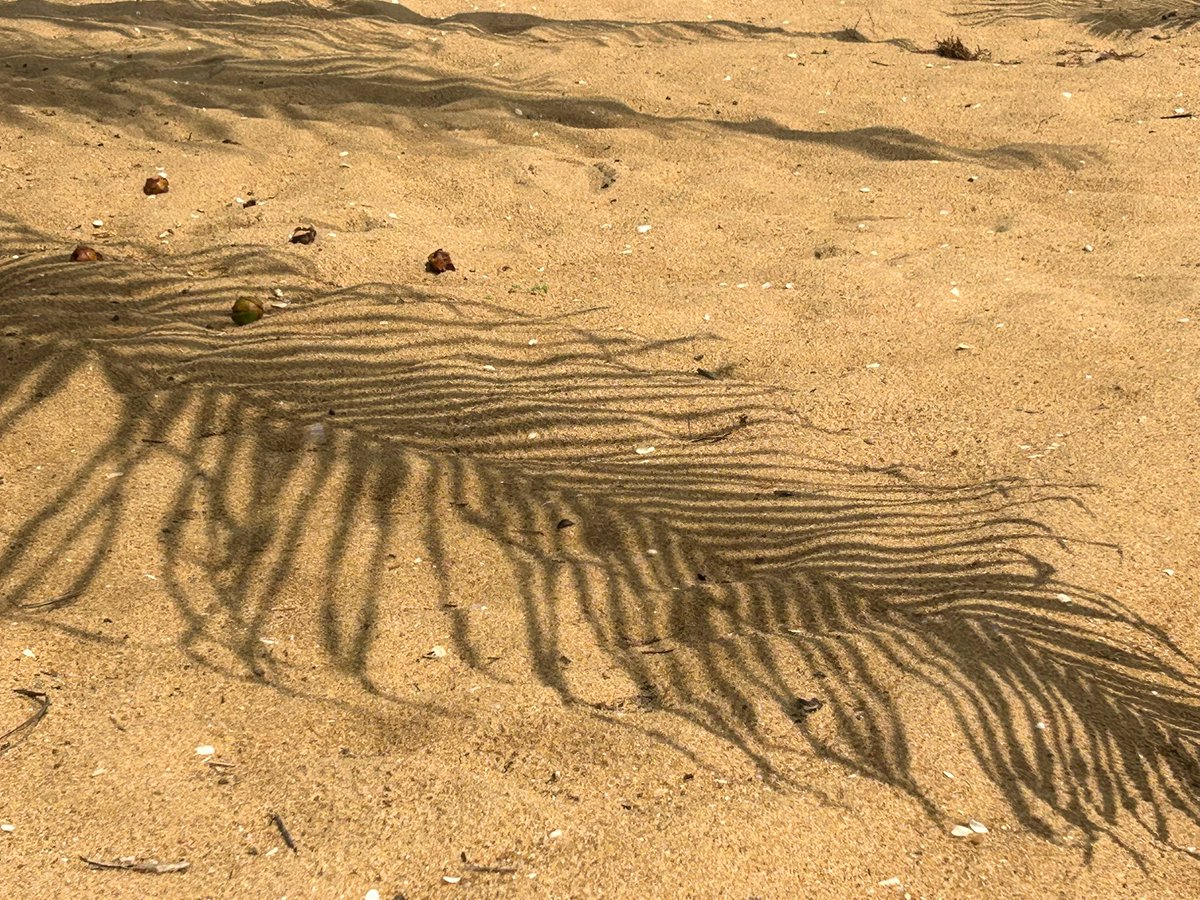 AmbAllBenin's tweet image. Quelques jours de repos à la #plage 🏝️
Je ne veux plus vivre loin de la mer 🌊
Merci #Bénin 🇧🇯