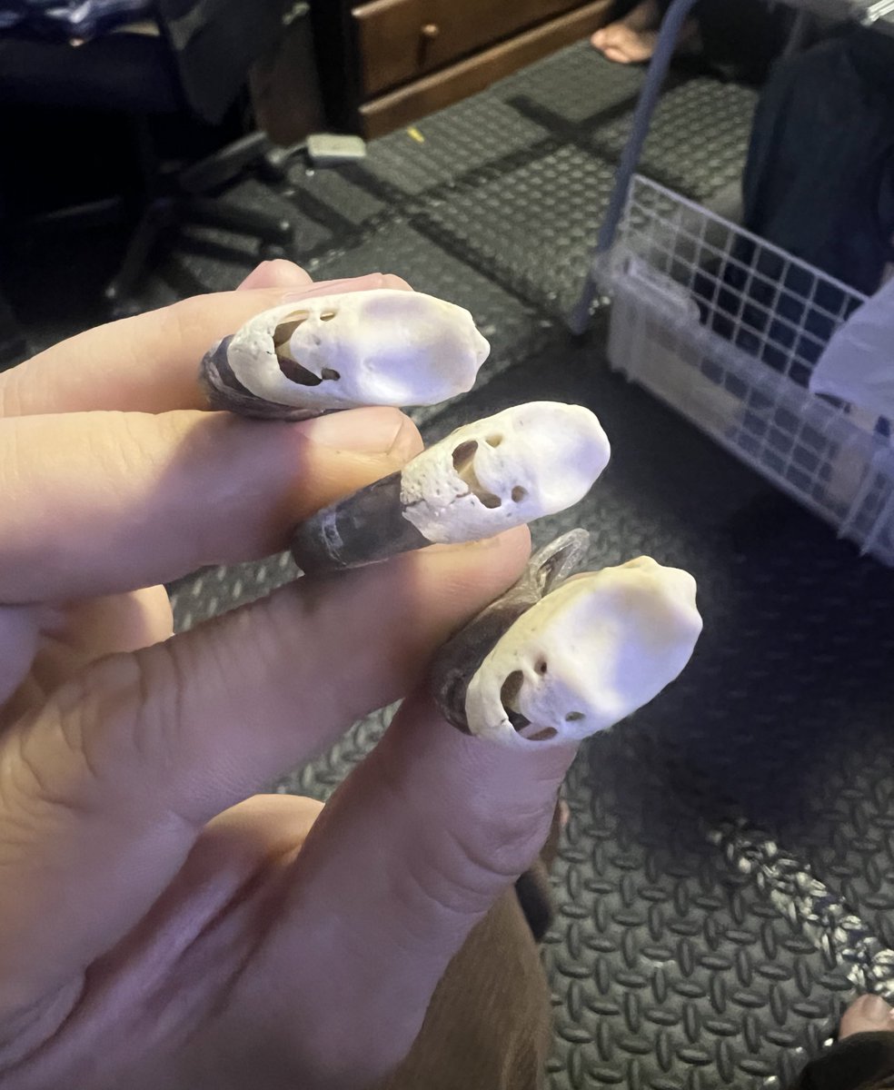 まだ悩んでるのか と熊の爪が笑いかけて来るんですよ🐻 今気づいたよこの笑顔にw
バリード君のとこで売ってます