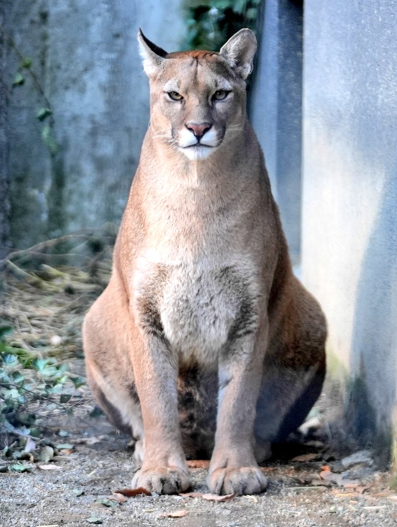 とーても愛情深いニーナお母さん

いつも子どもたちの様子を見守っていて。何かあると直ぐに駆けつけるんです。時には一緒に走り回って遊んだり。ニーナの子育てを見るだけでも楽しいです
#ピューマ #ZOOMO
#盛岡市動物公園