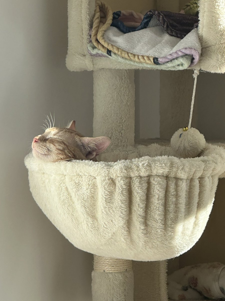 LeanRM's tweet photo. 🌼 ¡Dos hermanitas naranjas buscan un hogar responsable y lleno de amor! 🧡🐱🐱

Estas dos pequeñas preciosuras —dulces, curiosas y súper unidas— están listas para encontrar una familia que las cuide como se merecen.

#madrid #españa #gatos #adopcionresponsable https://t.co/db1TUPSpTd