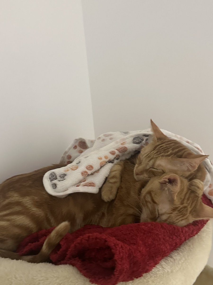 LeanRM's tweet photo. 🌼 ¡Dos hermanitas naranjas buscan un hogar responsable y lleno de amor! 🧡🐱🐱

Estas dos pequeñas preciosuras —dulces, curiosas y súper unidas— están listas para encontrar una familia que las cuide como se merecen.

#madrid #españa #gatos #adopcionresponsable https://t.co/db1TUPSpTd