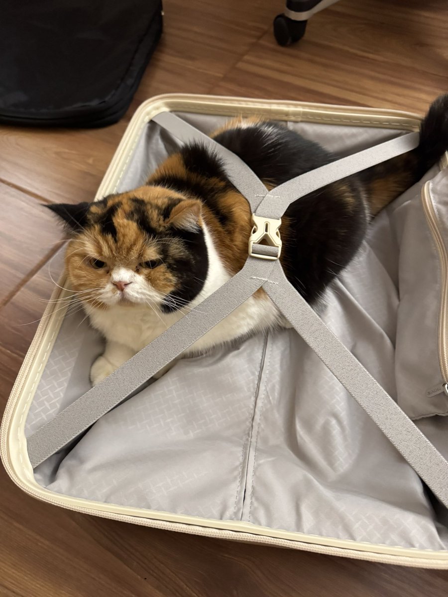 yayee2548's tweet image. ที่สุดแห่งความดันทุรัง ชั้นจะจัดกระเป๋าไม่อยากให้แมวเข้าไปเล่นเพราะเดี๋ยวขนติดเสื้อผ้า เลยคาดสายอันนั้นไว้ ก็ยังมีแมวฝืนกฎเกณฑ์ธรรมชาติเข้ามาได้ เอาเถอะ