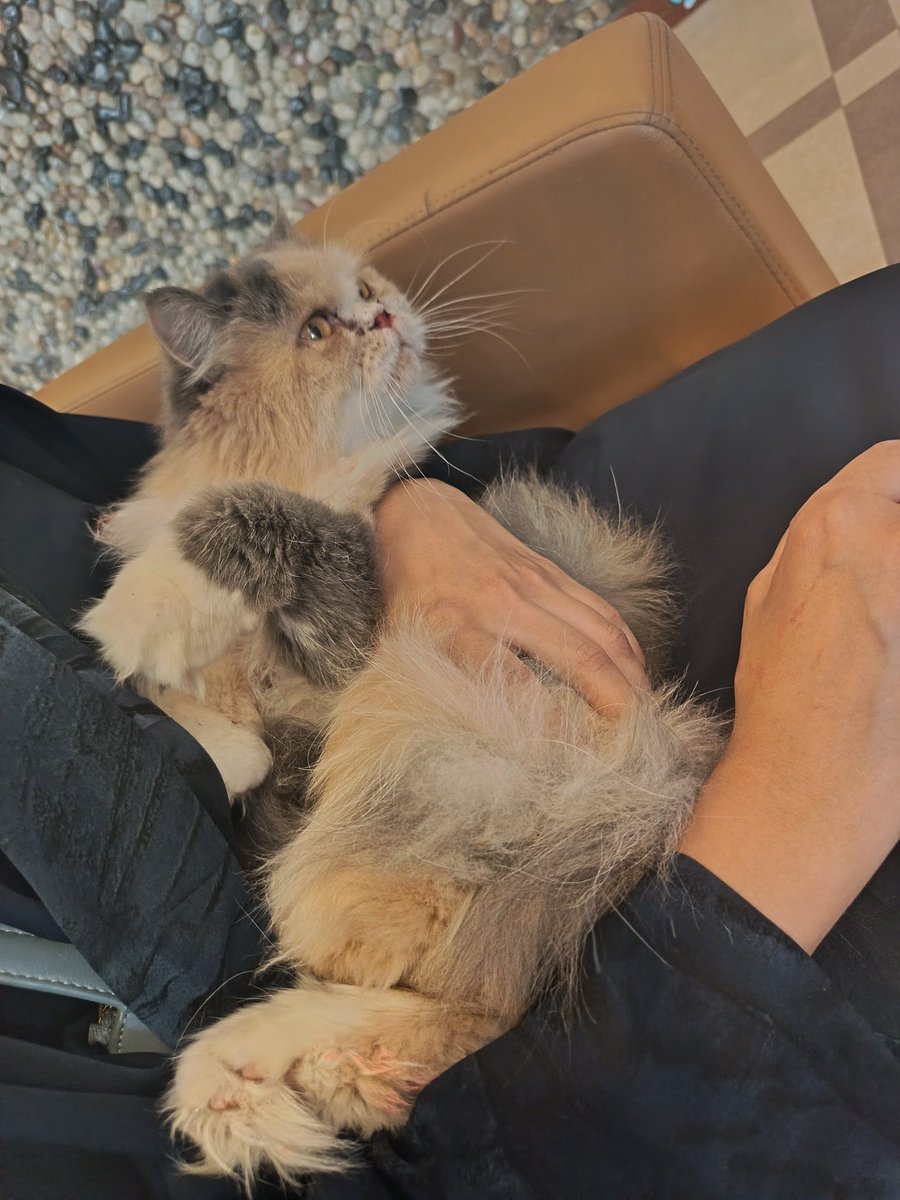 My cat jumped from the 4th floor, shatter at the mouth ceiling and broken right thigh, I hope she survive, she most likely will according to doc.  Hope with me ty