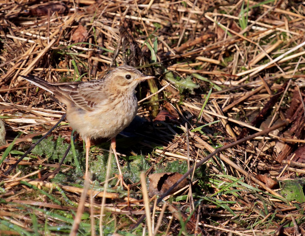 Blyth's Pipit 2015, Calder Bsn Pk, Sth Yorks
Not much to look at, but this “unimpressive” little brown bird breeds all the way over in Mongolia.. This is only my 2nd ever and 1st one to photograph. #BlythsPipit #wildlifephotography #wildlife #nature #photography  #naturelovers