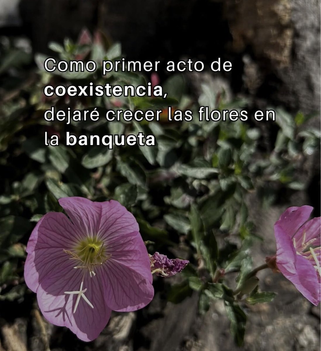 Mujer que toma café (@tihui) on Twitter photo 