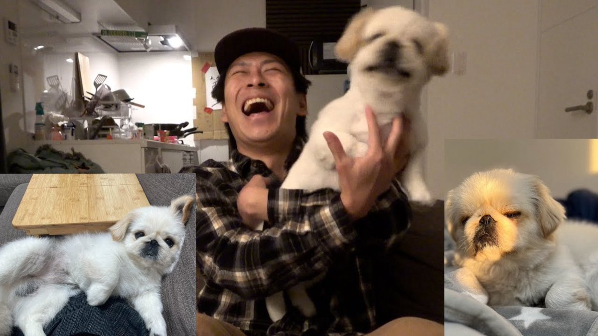 サブチャンネル更新しました

【初公開】うちのケイピーの可愛い写真見てってよ【ペキニーズ】
youtu.be/FPNtCkz69d4