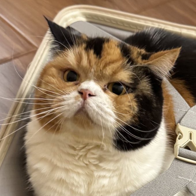 xxBEARBLURxx's tweet image. หน้าโคตตตตรดื้อ