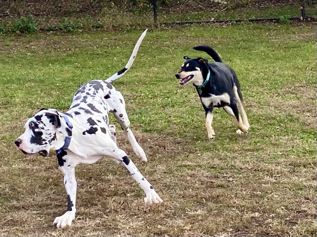 Went to the dog park yesterday and Reno played with the BIG guys.