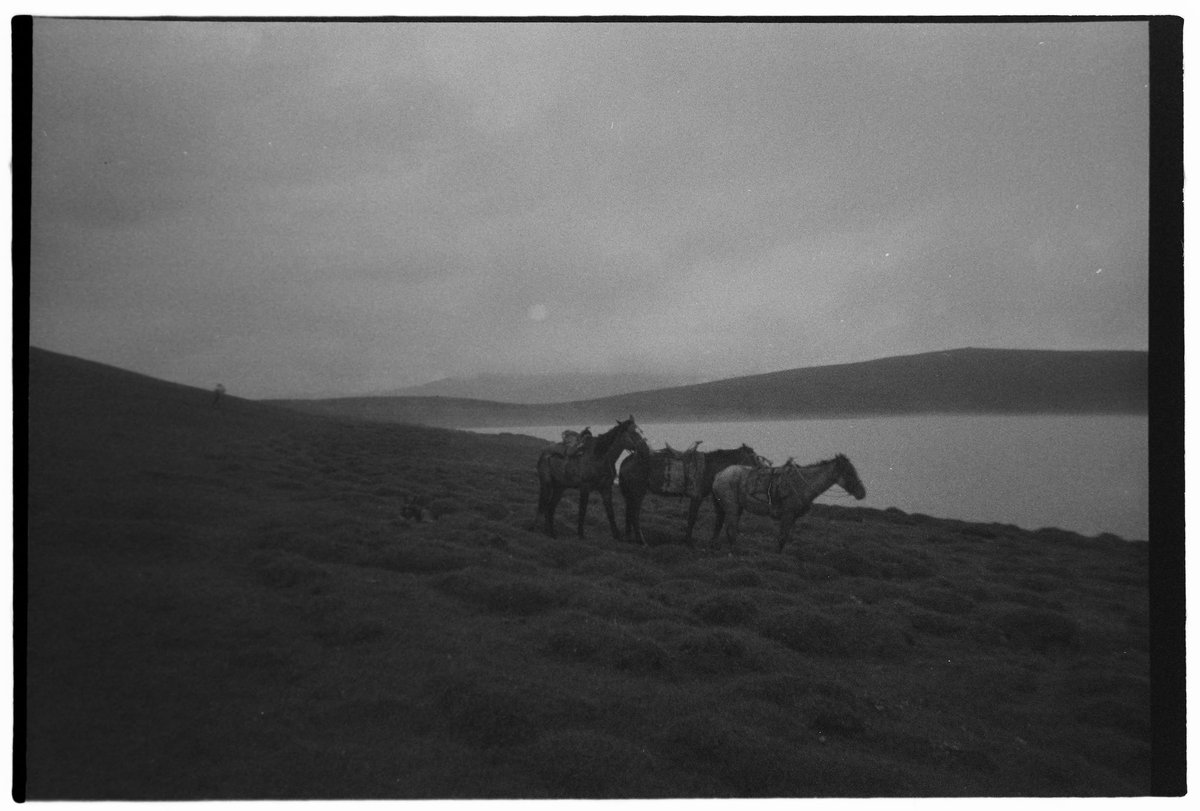 Unser #Bilddestages von Natacha Bardy 
novastan.org/de/bild-des-ta…

Eine Pause für die Pferde am Ufer des Gelben Sees, Saryköl, im Oblus Naryn, Kirgistan.
