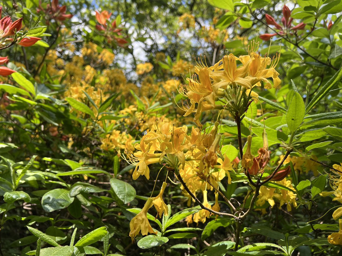 bir08967383's tweet image. Let&apos;s brighten up this Sunday with some beautiful yellow 🌻🌼✨