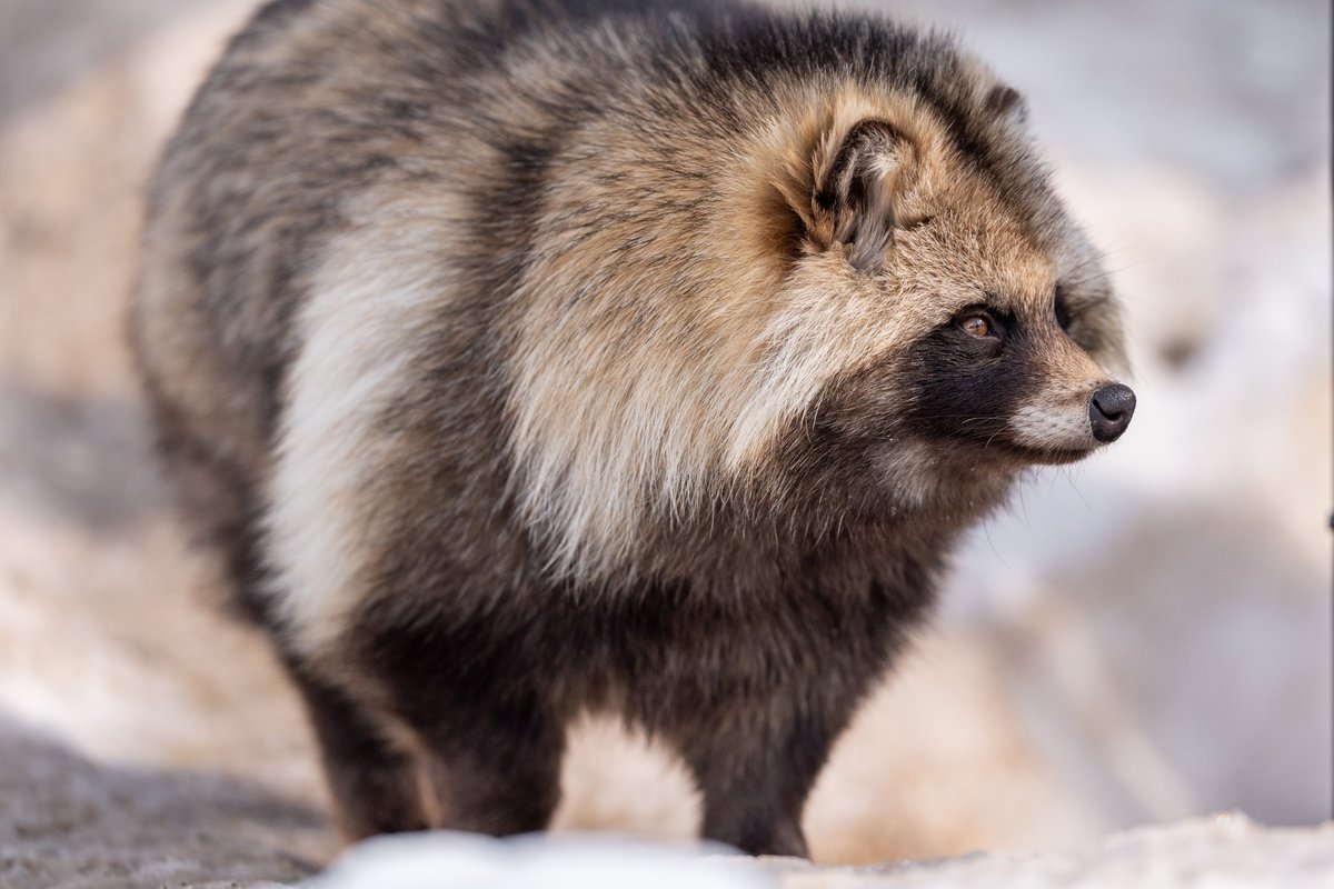 冬はたぬきの季節