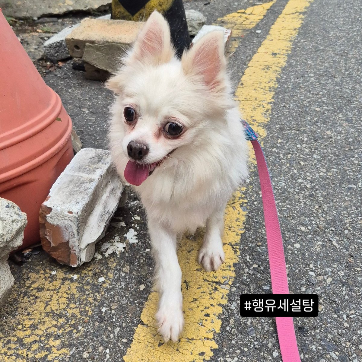 갑작스럽지만
다음주에 이 친구가 임보오기로 했습니다🍬