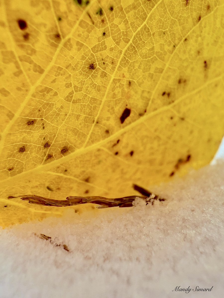 Let’s see some 💛 for Sunday Yellow!