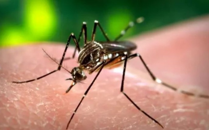 noticierovv's tweet image. #Salud | Epidemia de dengue y chikunguña se suma a las múltiples crisis que sufre Cuba

Amplía la información aquí: 
noticiasvenevision.com/noticias/salud…

#NoticiasVenevision #16Nov
