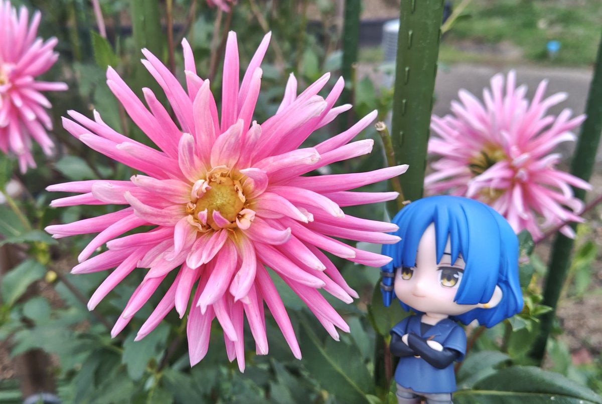 深夜のねんどろ撮影60分一本勝負 11/16【いいいろ】 ダリアは品種