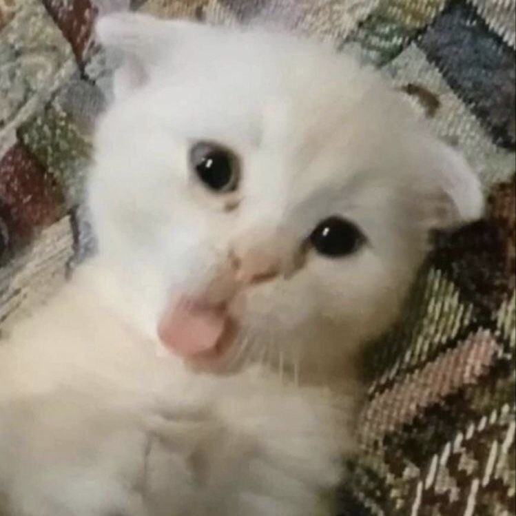 lezinold's tweet image. 