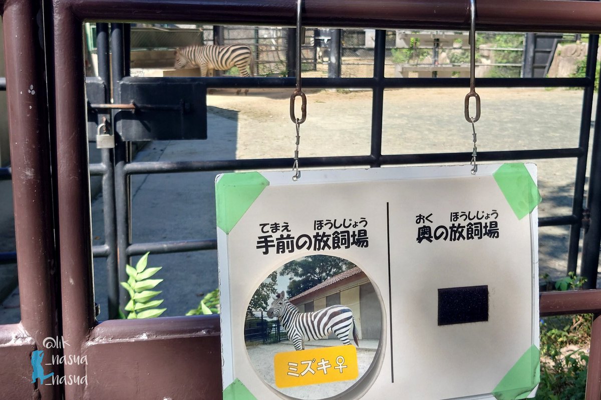 lik_nasua_nasua's tweet photo. カミリの写真を探すのに気が進まなくて…
いつも物静かで、どんなことを考えてるのか気になる子だった。
時々展示中の写真がなく座ってたりして、心配だったことも…。
とても苦しかったね。カミリがあの場所に居ないことが信じられない。
#福岡市動物園
#グラントシマウマ #カミリ♂💐🌈
#GrantsZebra https://t.co/7p7EBLUknr