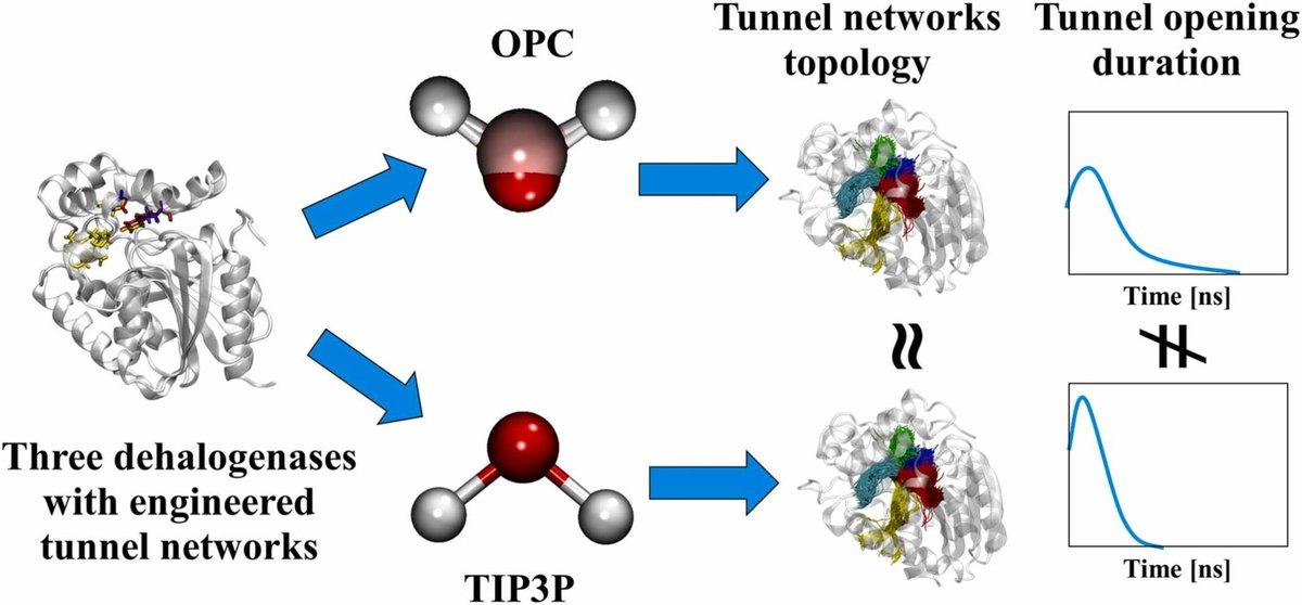 CSB_Journal's tweet image. 🔗 Impact of water models on the structure and dynamics of enzyme tunnels. doi.org/10.1016/j.csbj…

📚 CSBJ: csbj.org

#ComputationalBiology #MolecularDynamics #Enzymology #StructuralBiology #ProteinEngineering #Biophysics #WaterModels #EnzymeTunnels @CSB_Journal