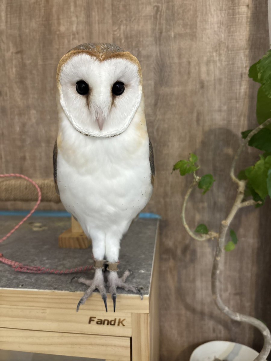 群馬から無事帰宅です🦉 ご購入頂いた方オーダー頂いた方ありがとうご