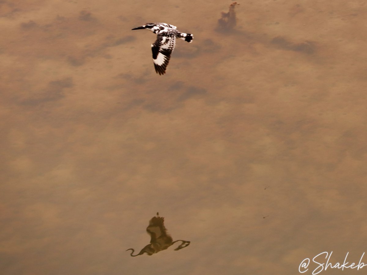 Pied Kingfisher
#birds #birdsoftwitter #wildlife #WildlifeWednesday #WildLifeLovers #Conservation #Travel #portraitphotography #portraits #Nepal #NepalPress #nature #NaturePhotography #canon <a href="/birdlifenepal/">BCN</a> <a href="/wildlife/">wildlife</a>