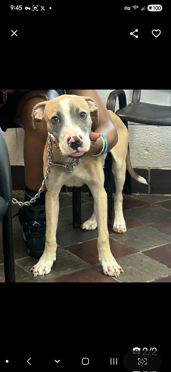 MyBoxerLuvMac1's tweet image. 💞Princeton Jr💞
▪️#NewDogOnTheBlock
 #NYCACC #230188 11M
#Adoptme

Precious, sweet baby&apos;s💔, just arrived @ scary shelter.
Beautiful puppy&apos;s great w dogs, adores ppl.
He&apos;s  ready 4 TLC + 2 jump right into yr heart.
Deserves loving, #Adopter/N.East #Foster, 4 puppy training,…