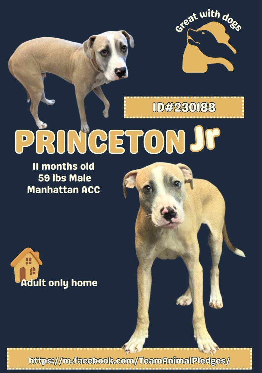 MyBoxerLuvMac1's tweet image. 💞Princeton Jr💞
▪️#NewDogOnTheBlock
 #NYCACC #230188 11M
#Adoptme

Precious, sweet baby&apos;s💔, just arrived @ scary shelter.
Beautiful puppy&apos;s great w dogs, adores ppl.
He&apos;s  ready 4 TLC + 2 jump right into yr heart.
Deserves loving, #Adopter/N.East #Foster, 4 puppy training,…