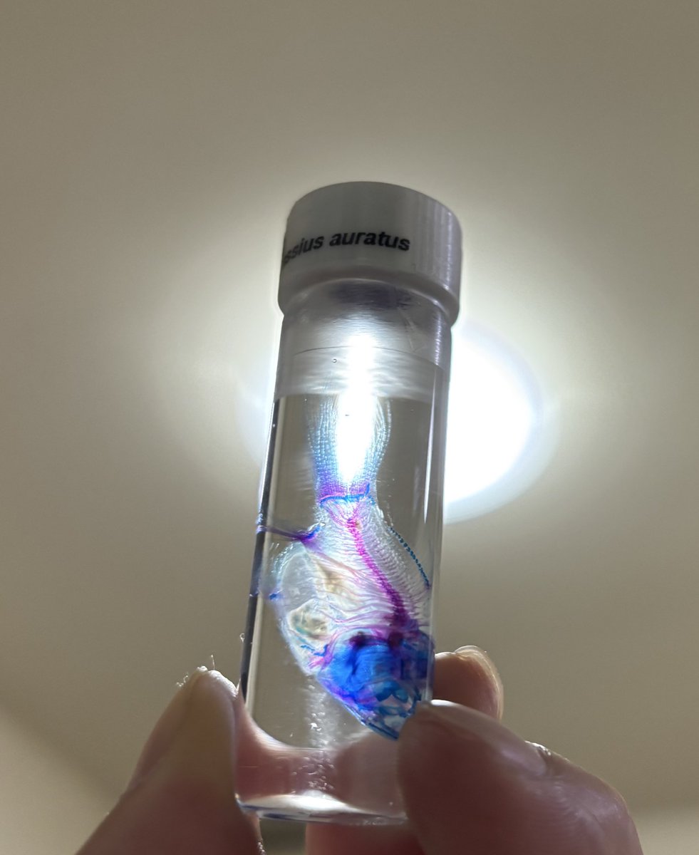 デザフェス戦利品
色々買えて楽しかった〜✨
おひとり様アカウントが見つからなかったのでハッシュタグで
<a href="/solid_2000/">SOLID DESIGN®︎🎪ワンフェス⭐︎2026.02.08🎪</a>
<a href="/Jelly__Roger/">JELLY ROGER</a>
<a href="/toy_umai/">Mixturetoys</a>
<a href="/MarieSato0904/">さとうまりえ｜渋谷POP UP 1/29-2/4</a> 
＠Clair314
#rinrinの怪獣
#デザフェス62 
#デザフェス戦利品