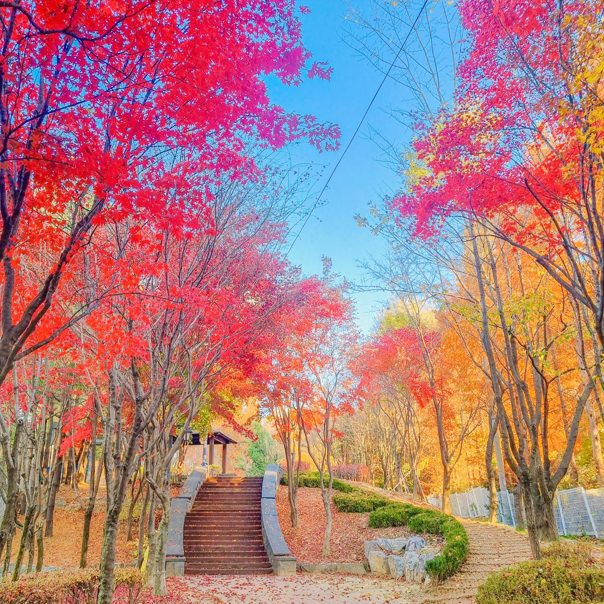 우리 동네 가을 풍경 너무 이쁘다. 🍁🍂