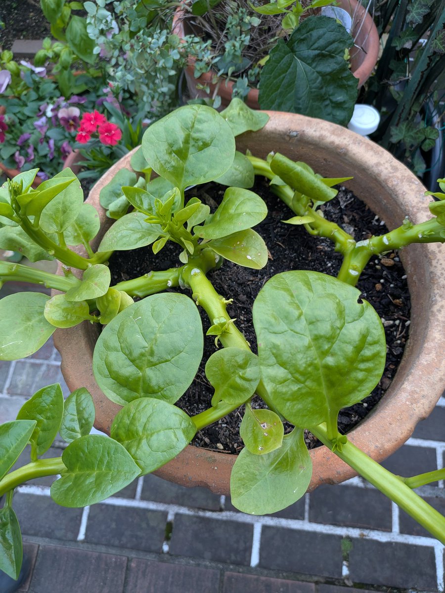 ヨッシー様ご確認ページ ヨッシー様 リクエスト 10点 まとめ商品