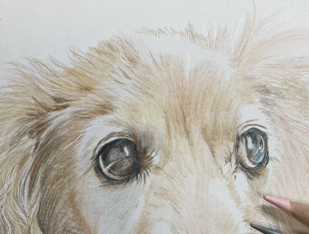 二匹のワンコさんを描き始めています。 虹組🌈先住犬さんと、現在の