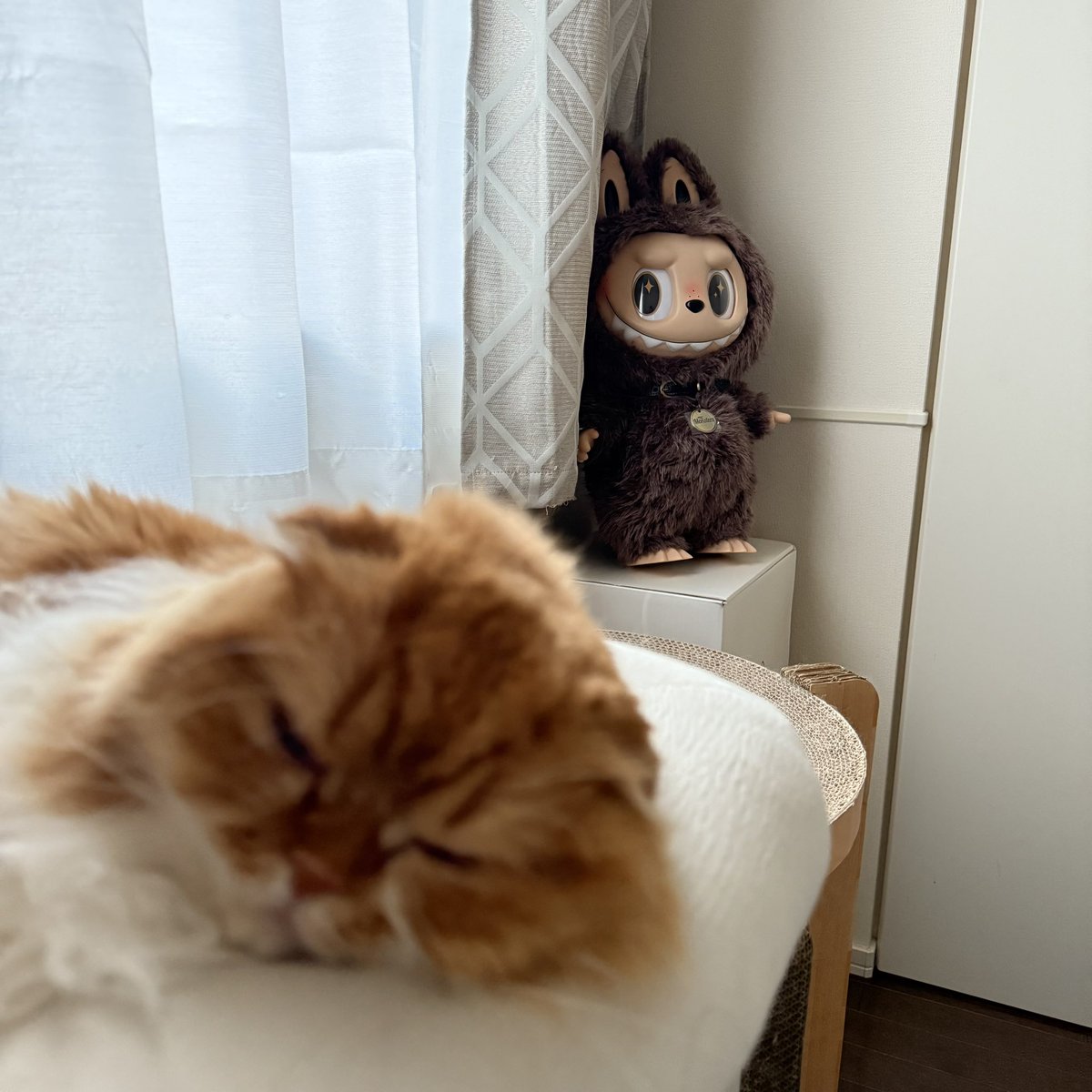 ⭐︎きょん⭐︎ No Dropouts] It was too tough for four people to live with