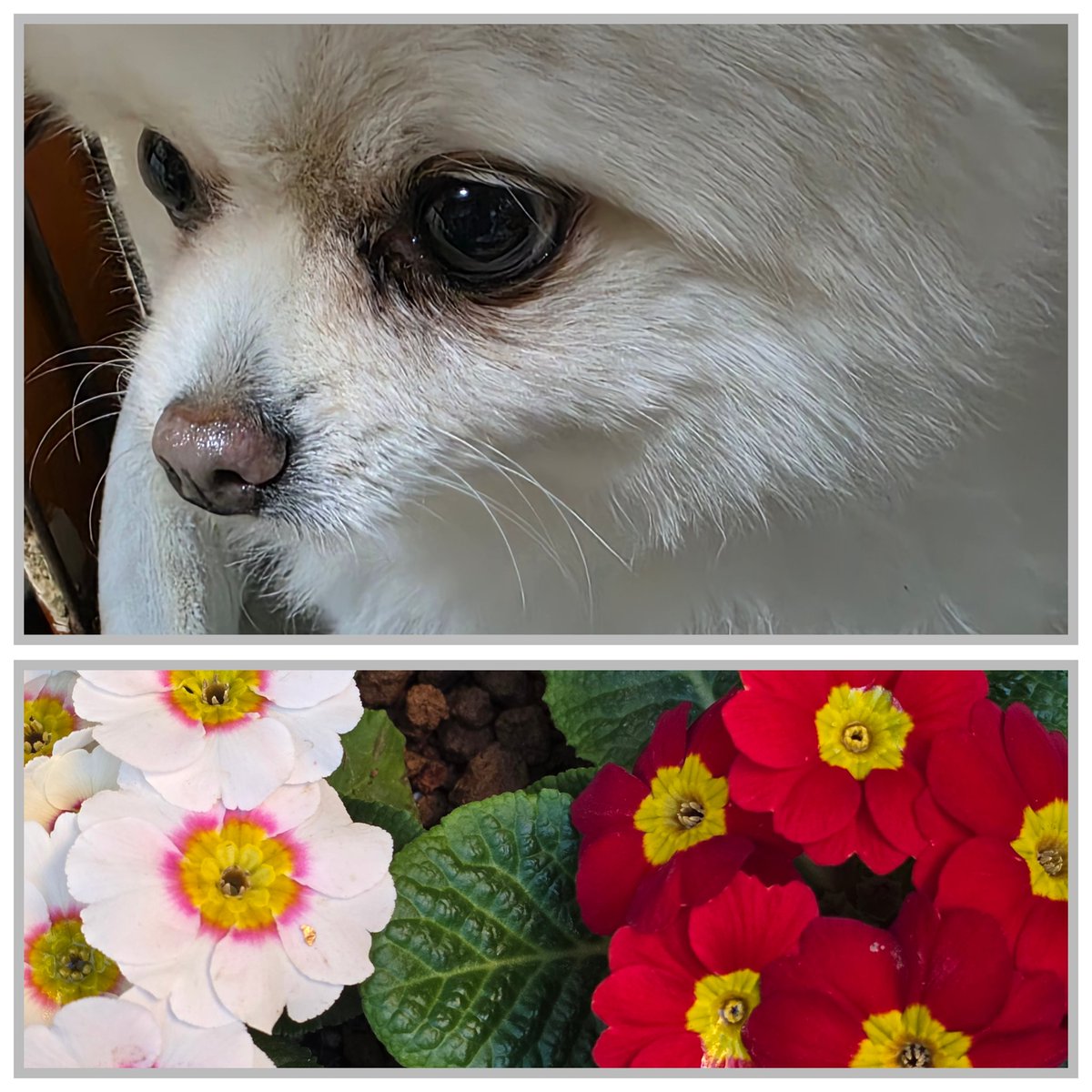 はっぴー動物園🐯 (@Xg3qBMASOCou2BM) / Posts / X