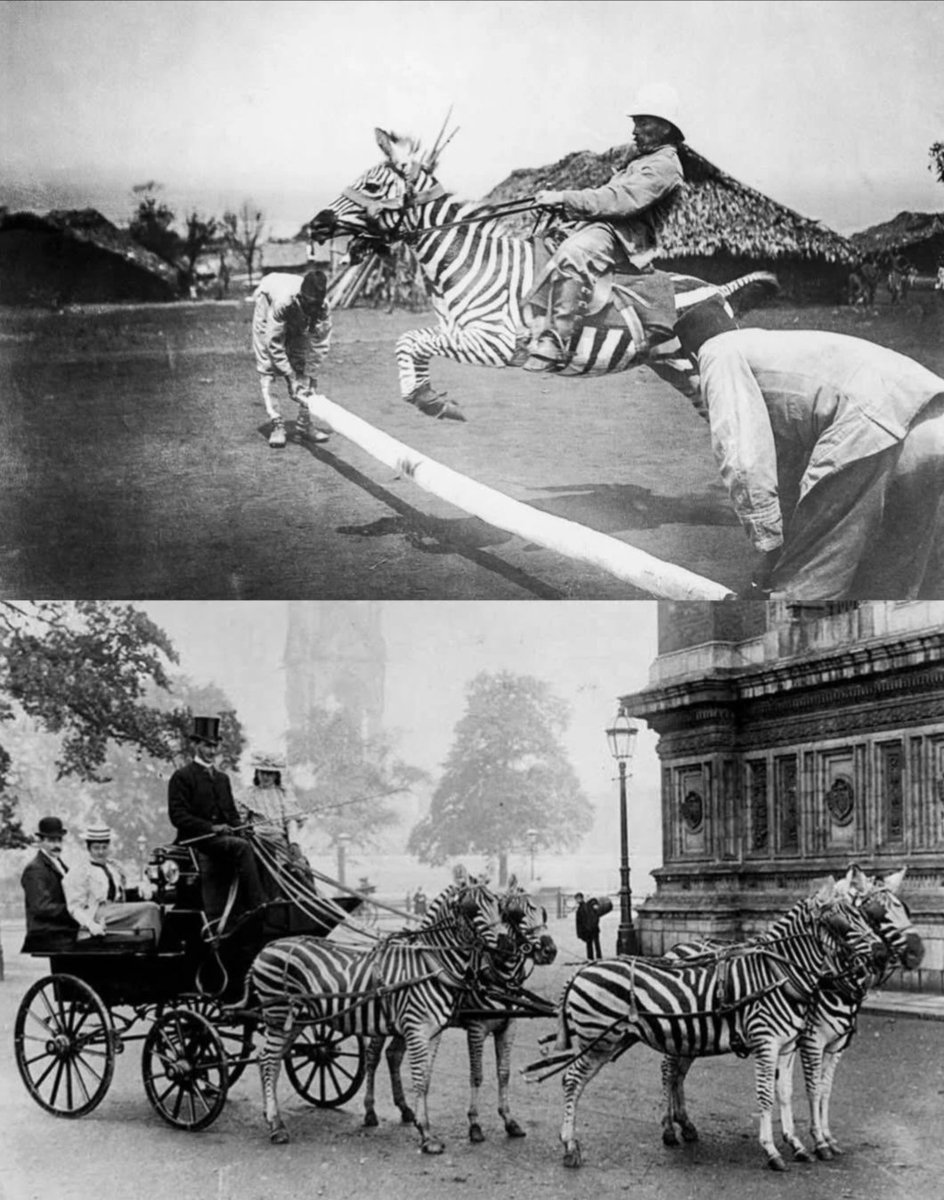CryptoBudhha's tweet image. When Humanity tried to ride Zebras: A forgotten 1890-1940 experiment that failed miserably.