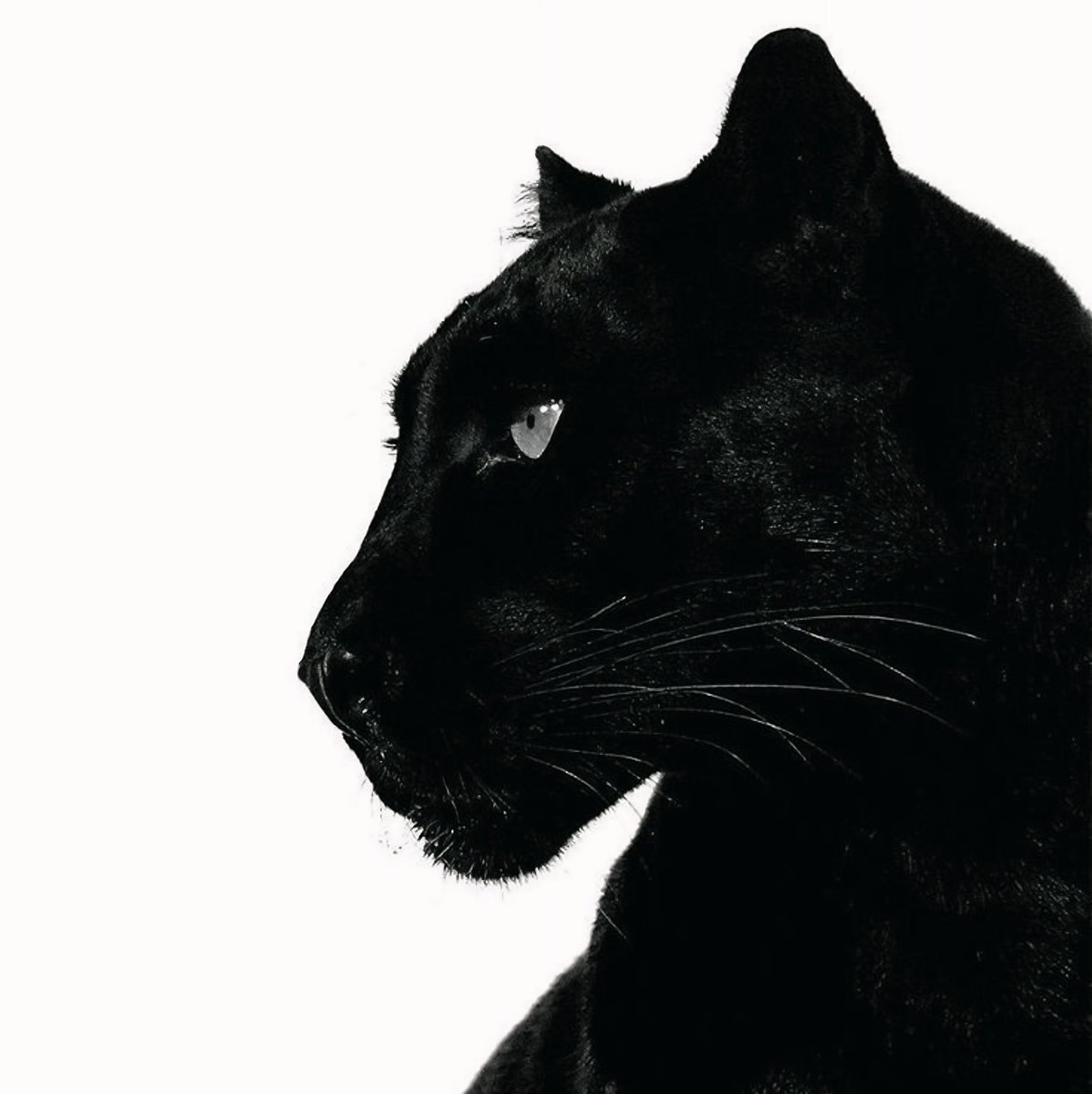 gisellempiresx's tweet image. 