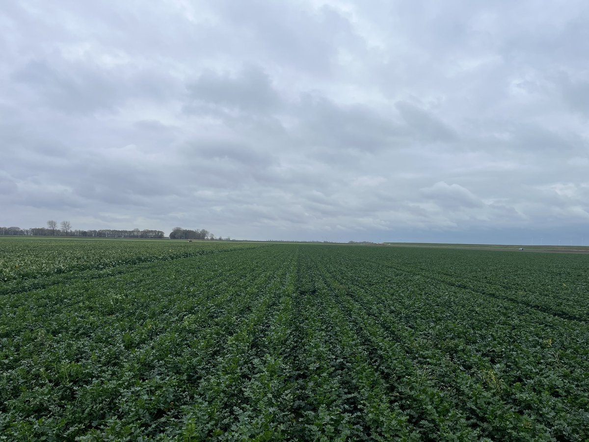 Rondje op de #akker. Prachtig najaar zo qua temperatuur en vocht. Wellicht nog wat extra nagroei voor de gewassen die nog in het land staan 😅. #teelt25
