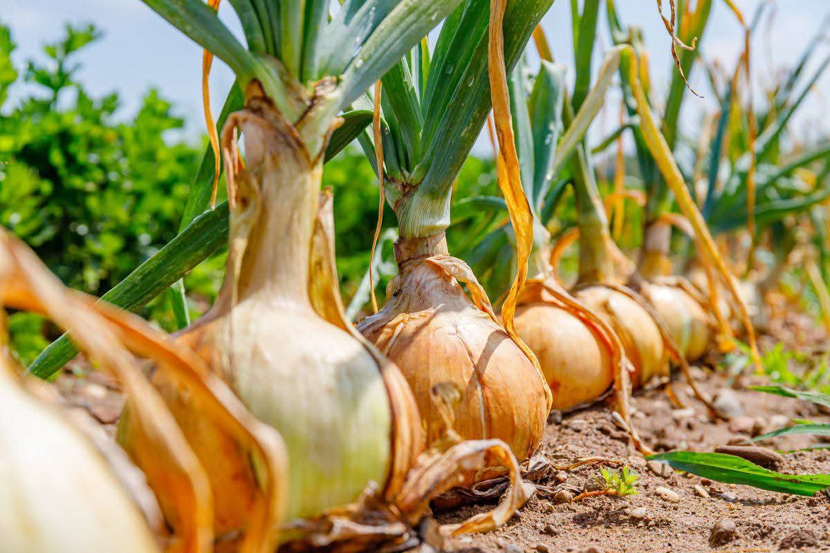 JoelOptimist1's tweet image. Onions are sensitive crops. Too little fertilizer, and bulbs stay small. Too much nitrogen, and you get long leaves with weak bulbs. 

Success comes from timing and balance — giving the right nutrients at the right growth stage.