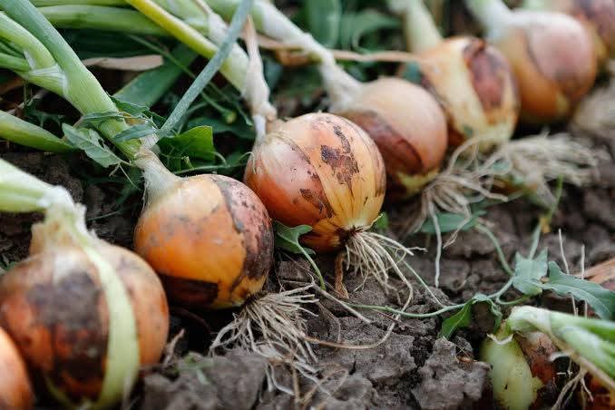 JoelOptimist1's tweet image. Onions are sensitive crops. Too little fertilizer, and bulbs stay small. Too much nitrogen, and you get long leaves with weak bulbs. 

Success comes from timing and balance — giving the right nutrients at the right growth stage.