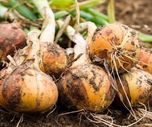 JoelOptimist1's tweet image. Onions are sensitive crops. Too little fertilizer, and bulbs stay small. Too much nitrogen, and you get long leaves with weak bulbs. 

Success comes from timing and balance — giving the right nutrients at the right growth stage.