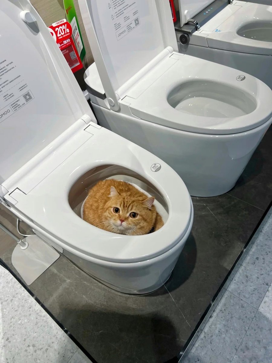 nocontextscats's tweet image. NOOOOOOO