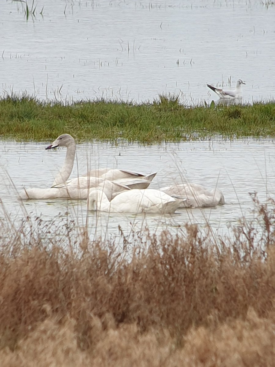 peter_maugham's tweet photo. Nice patch records this morning, first whoopers recorded on the ground and a second record of a great white egret on a flooded Thorpe Marsh, Wentbridge with @bevw131 @WakeyBirders #phonescoped https://t.co/8gZk5kpvwM