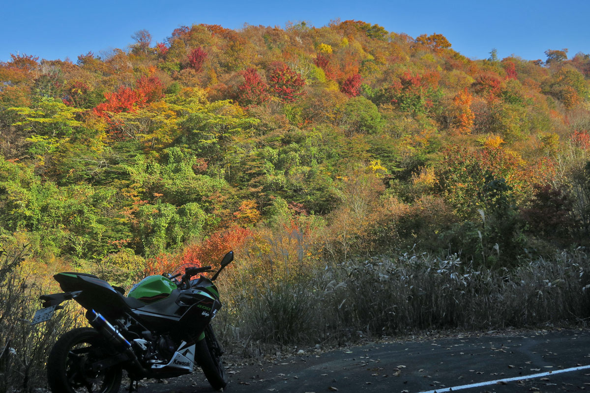 zephr2009's tweet photo. 11月16日（日��、Ninja400にて、5年ぶりに丹後縦貫林道へ。今回も素敵な紅葉に出会えました。 https://t.co/XQ0e59CAc8