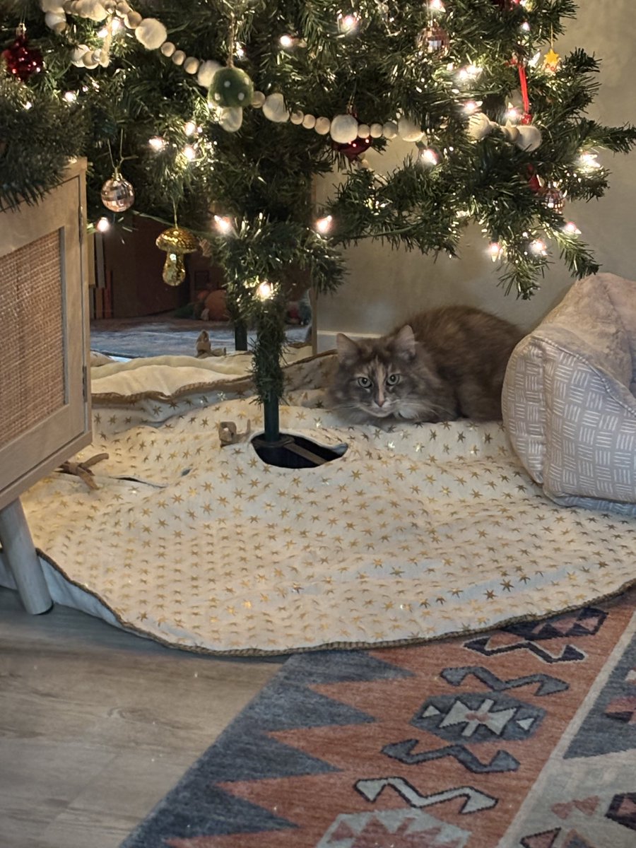 it’s Christmas tree time !!!!