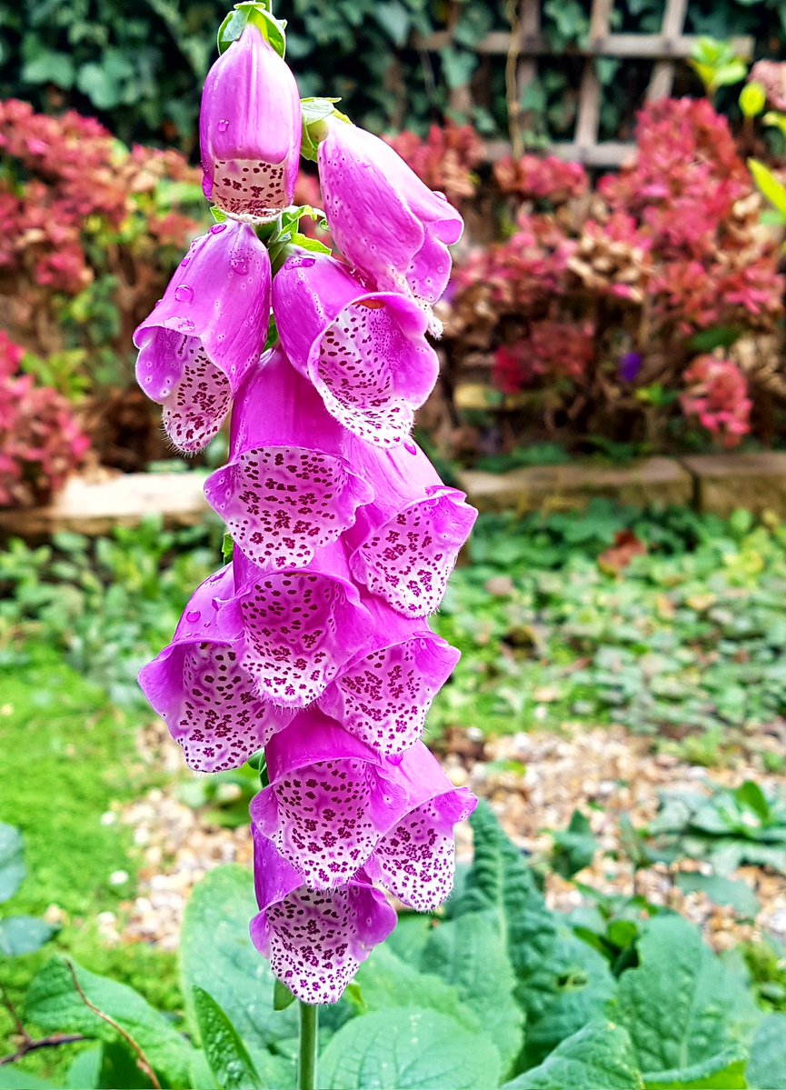 Battagliart's tweet image. A beautiful coloured ( &amp;amp; perfect ) foxglove in the middle of November !!! . . . ( self sown in the gravel garden ) . . . it must think it&apos;s Spring !!!!!
#flowers #foxglove #colour #garden #home #Essex