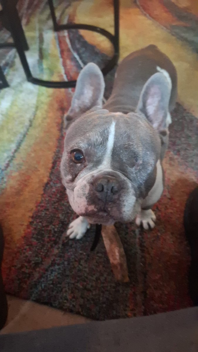 DeRavissante's tweet image. Willen jullie Lady aub delen? Hopelijk ziet dan haar nieuwe aanstaande eigenaar haar voorbij komen 
🙏🙏😍

Stel je voor: een kleine, dappere Franse Bulldog die door de stormen van het leven is gewandeld en nu stralend tevoorschijn komt, klaar voor een sprookjesachtige tweede…