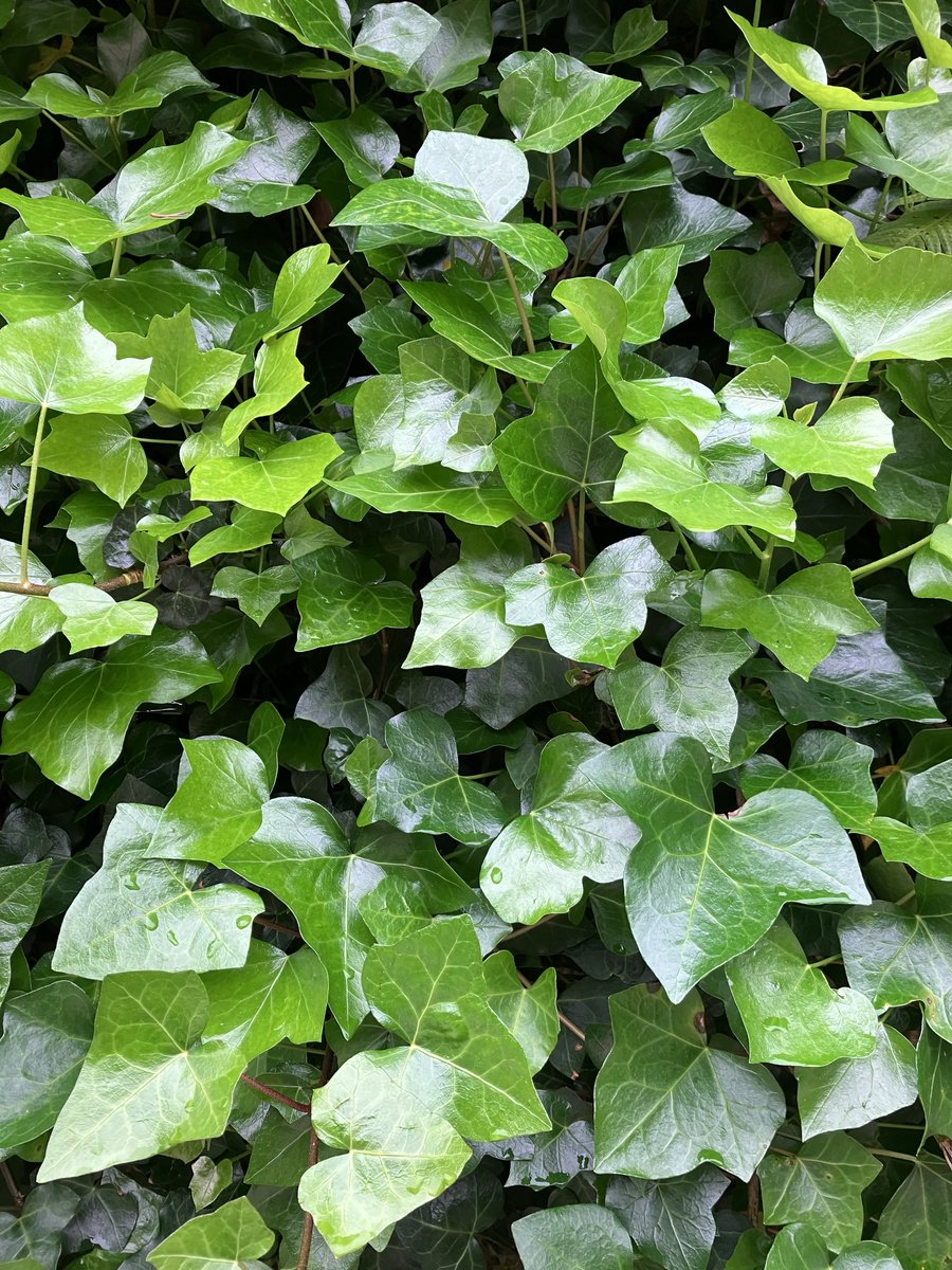 carlosmanuel_ms's tweet image. Em jeito de tapeçaria, uma ode ao vício.