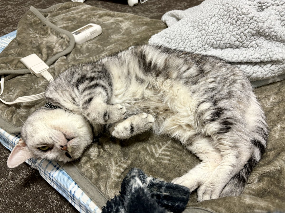 猫さん ネコ 猫さん Buy ZX 700 - B34330 | GOAT